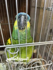  3 بلو فرونتد جاكو يلو فيس أليف متكلم جاكو حبة  للباحثين عن التميز تابع الوصف
