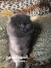  10 ذكر بريتش بلو للتزاوج