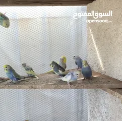  10 محميه طيور حب للبيع