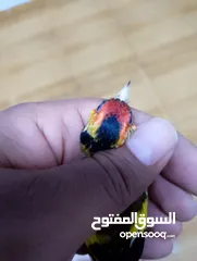  4 حسون كلاسك اصفر مايور حجل 24