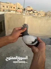  9 طيوور حمام للبيع بسعر مناسب تنظيف سطح
