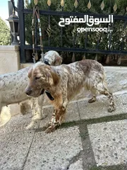  1 English setter male and female