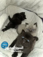  2 قطط جاهزين لبيتهم الجديد