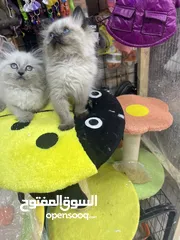 4 هملايا بلو بوينت مع فل باكيج بس ب40 عروض مجنونة