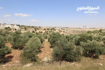  8 (1)ارض للبيع في اجمل مناطق الأردن الفحيص _حوض أبو ركبه _بالقرب من دابوق