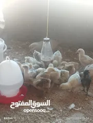  21 صيصان براهما مستويات عالية