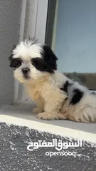  1 جراوي شيتزو - poppy Shih Tzu