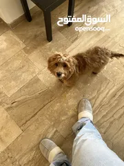  1 Maltipoo pappy