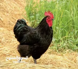  15 بيض مخصب وصيصان دجاج سلالات