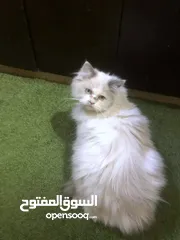  1 فط ذكر حلو شعر كتير طويل 200 شيكل فقط