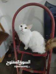  1 قطة طيبة وذكية للتبنى