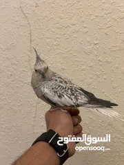  1 طائر كوكتيل اليف