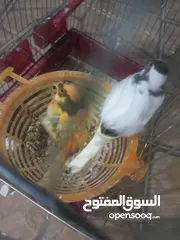  4 عصافير كنار