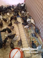  3 صوصان للبيع