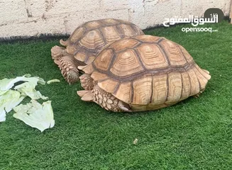  4 سلاحف سولكاتا عملاقة حجم فوق 50 سم  Giant Sulcata turtles +50 Cm