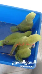  1 افراخ ببغاء