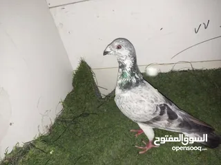  16 حمام كش للبيع كوم