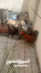  2 Chicken for sale