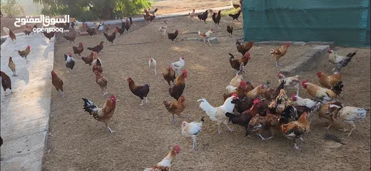  7 Gulf Cemani Chicken Farm