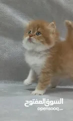  1 قطط جميله كيووت