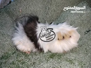  2 غنيا  جامعه حلوان كلمني واتس