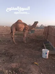  3 جمال ضحايا لحم كاملت شروط الضحيه