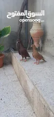  5 حمام للبيع
