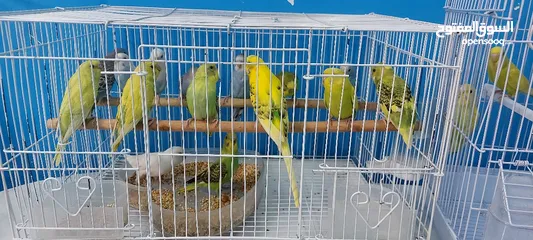  6 طيور الحب عصافير بادجي