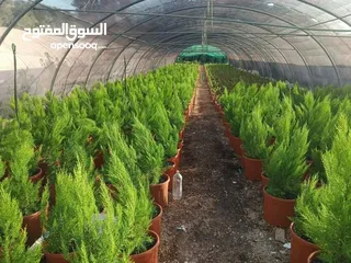  14 الأشجار المثمرة وأشجار الزينة هي الخيار الأمثل لمن يسعى إلى طبيعة خلابة ومحاصيل غنية!