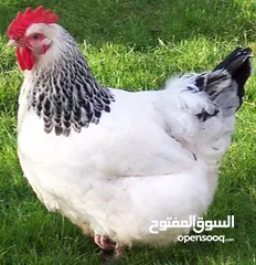  1 ديك سو سكس دم صافي