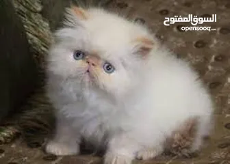 2 قطط هملايا بيور بيكي فيس