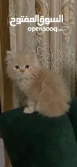  1 Pure Persian kittens