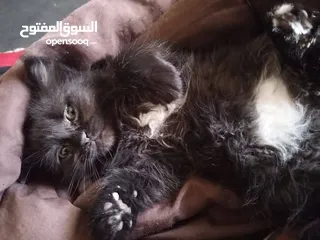 10 همالايا مكس شانشيلا