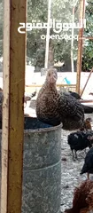  2 صوص بلدي للبيع