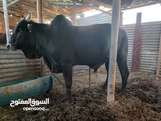  2 بيع ثور الثيوبي