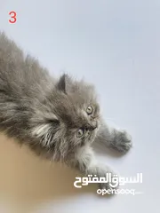  4 قطط للبيع بأسعار مغرية