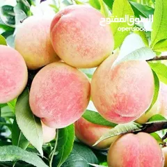 9 مشاتل الرويال لزراعه ومتابعه الاشجار