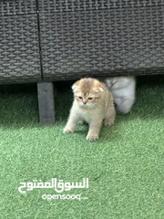  18 قطط سكوتش فولد وسكوتش ستريت للبيع اقرأ الوصف