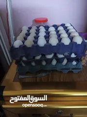  2 بيض دجاج فيومي البيع