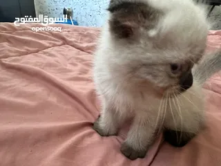  3 قطط هملايه شوكلت للبيع