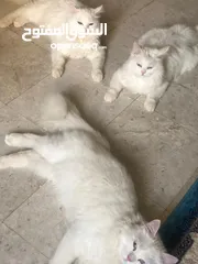  2 قطط شيرازية