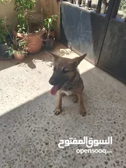  7 اكلاب للبيع جولدن وا مالينو