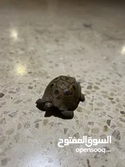  2 سلحفه للبيع