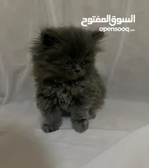  5 10 قطط للبيع للتواصل و الاستفسار على الرقم