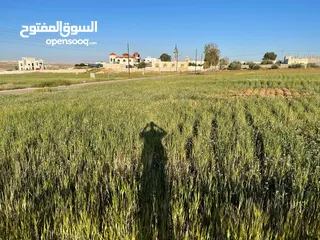  5 ارض للبيع الزنيه الزيتونه