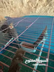  2 عصفورين كوكتيل