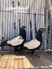  2 جوز مزهورات سود