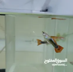  8 أسماك جوبي