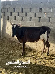  2 أبقار جيرسي مهجن للبيع
