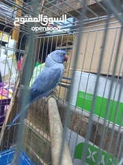  14 ببغاء دره لون ازرق طفره